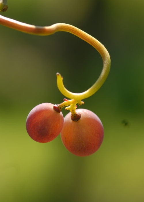 Spaetburgunder Geiztrauben ANT 0666